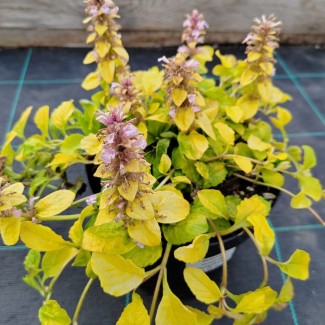 Аюга (живучка) Gold Chang р9 Аюга (живучка) Gold Chang р9