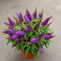 Будлея Little Purple р9 Будлея Little Purple р9