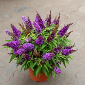 Будлея Little Purple р9