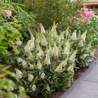 Будлея Candy Little White р9 Будлея Candy Little White р9
