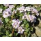 Етіонема rotundifolium p9