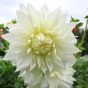 Жоржина Danila Maхі Lopez White р9