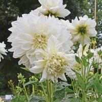 Жоржина Danila Maхі Lopez White р9 Жоржина Danila Maхі Lopez White р9