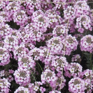 Етіонема rotundifolium p9 Етіонема rotundifolium p9