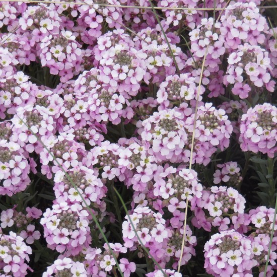 Етіонема rotundifolium p9 Етіонема rotundifolium p9