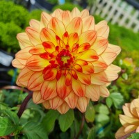 Жоржина Danila Maxi Florensis Sonora р9 Жоржина Danila Maxi Florensis Sonora р9