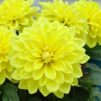 Жоржина Danila Maxi Yellow р9 Жоржина Danila Maxi Yellow р9