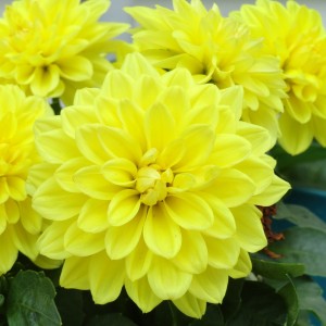 Жоржина Danila Maxi Yellow р9