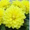 Жоржина Danila Maxi Yellow р9