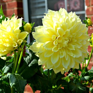 Жоржина Danila Maxi Yellow р9 Жоржина Danila Maxi Yellow р9