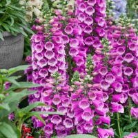 Дигіталіс purpurea Dalmation р9