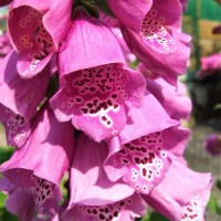 Дигіталіс purpurea Dalmation р9