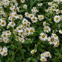 Erigeron scopulinus (Дрібнопелюстник гірський білий) р9 Erigeron scopulinus (Дрібнопелюстник гірський білий) р9
