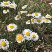 Erigeron scopulinus (Дрібнопелюстник гірський білий) р9 Erigeron scopulinus (Дрібнопелюстник гірський білий) р9