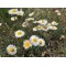  Erigeron scopulinus (Дрібнопелюстник гірський білий) р9