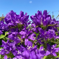 Дзвоник Bellefleur Violet p9 Дзвоник Bellefleur Violet p9
