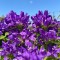 Дзвоник Bellefleur Violet p9