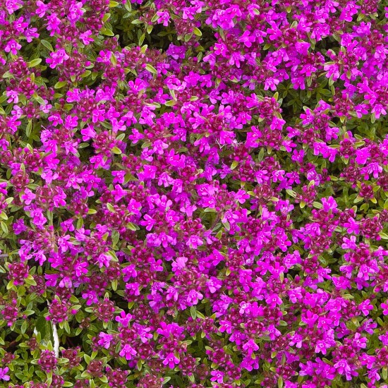 Чебрець Purple Beauty р9 Чебрець Purple Beauty р9
