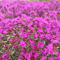 Чебрець Purple Beauty р9 Чебрець Purple Beauty р9