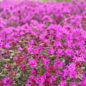 Чебрець Purple Beauty р9