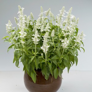 Шавлія Compact White р9 Шавлія Compact White р9