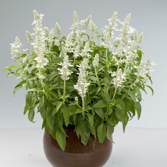 Шавлія Compact White р9 Шавлія Compact White р9