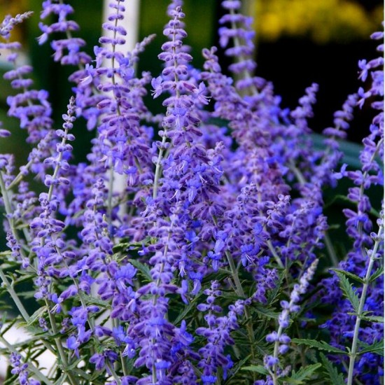 Перовскія Lacely Blue р9 Перовскія Lacely Blue р9