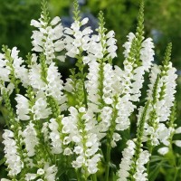 Шавлія Compact White р9 Шавлія Compact White р9