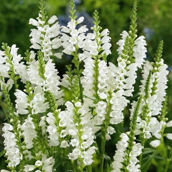 Шавлія Compact White р9 Шавлія Compact White р9