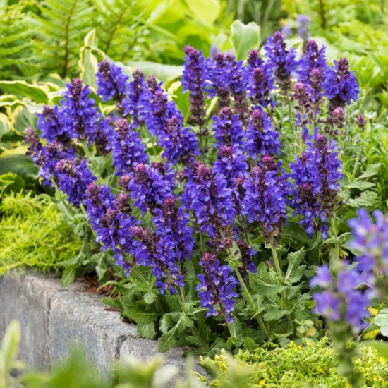 Шавлія Marvel Blue р9 Шавлія Marvel Blue р9