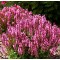 Шавлія Medium Rose р9