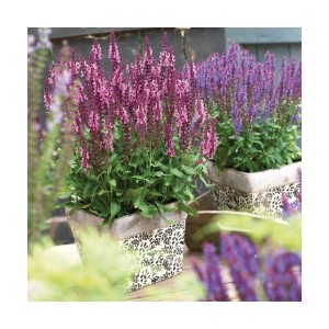 Шавлія Medium Rose р9 Шавлія Medium Rose р9
