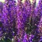 Шавлія Medium Violet р9