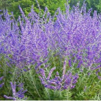Перовскія Lacely Blue р9 Перовскія Lacely Blue р9