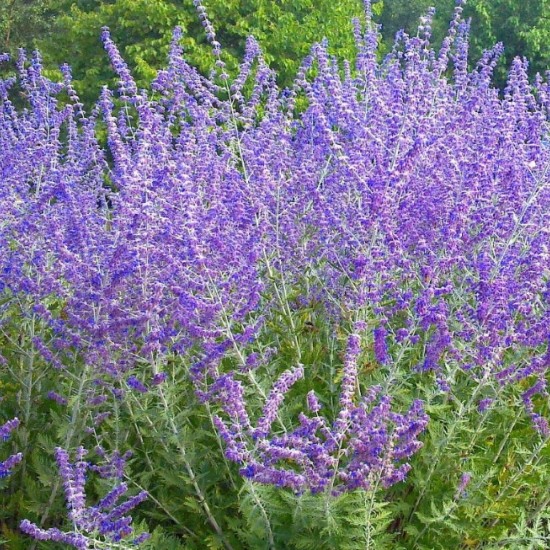 Перовскія Lacely Blue р9 Перовскія Lacely Blue р9