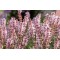 Шавлія Synchro Pink р9