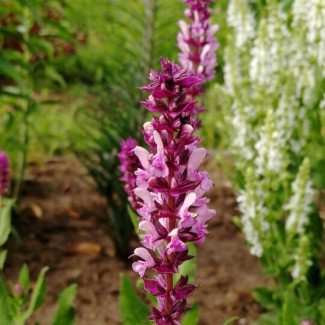 Шавлія Synchro Pink р9 Шавлія Synchro Pink р9