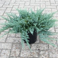 Ялівець Blue chip 1,5 л Ялівець Blue chip 1,5 л