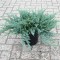 Ялівець Blue chip 1,5 л