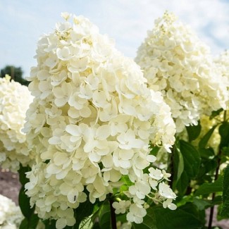 Гортензія Living Summer Snow p9 Гортензія Living Summer Snow p9