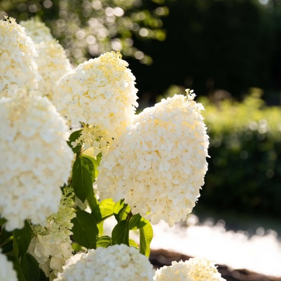 Гортензія Living Summer Snow p9 Гортензія Living Summer Snow p9