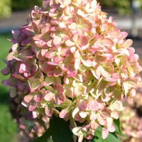 Гортензія Romantic Ace p9 Гортензія Romantic Ace p9