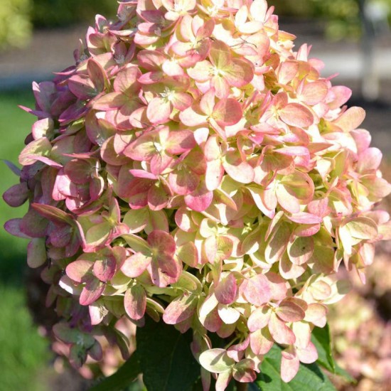 Гортензія Romantic Ace p9 Гортензія Romantic Ace p9