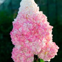Гортензія Vanilla fraise р9 Гортензія Vanilla fraise р9