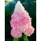 Гортензія Vanilla fraise р9