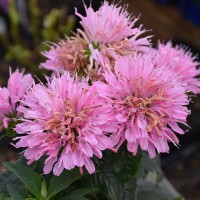 Монарда Sugar Buzz Pink Frosting р9 Монарда Sugar Buzz Pink Frosting р9