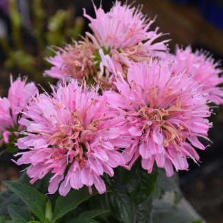 Монарда Sugar Buzz Pink Frosting р9