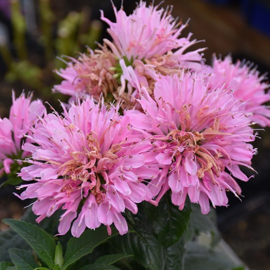 Монарда Sugar Buzz Pink Frosting р9 Монарда Sugar Buzz Pink Frosting р9