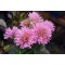 Монарда Sugar Buzz Pink Frosting р9