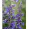 Непета Purrsian Blue 1.5 л